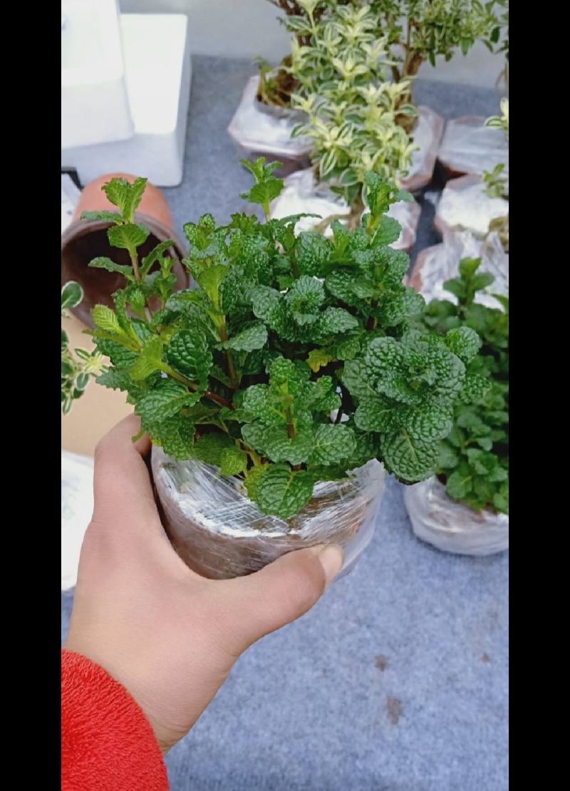 薄荷盆栽留兰香绿薄荷基地直发大量有货质量保证