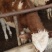 西门塔尔牛肉牛犊！改良小黄牛怀孕大母牛！育肥牛
