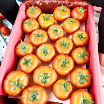 8107大红番茄🍅云南蒙自欢迎联系多少都可批