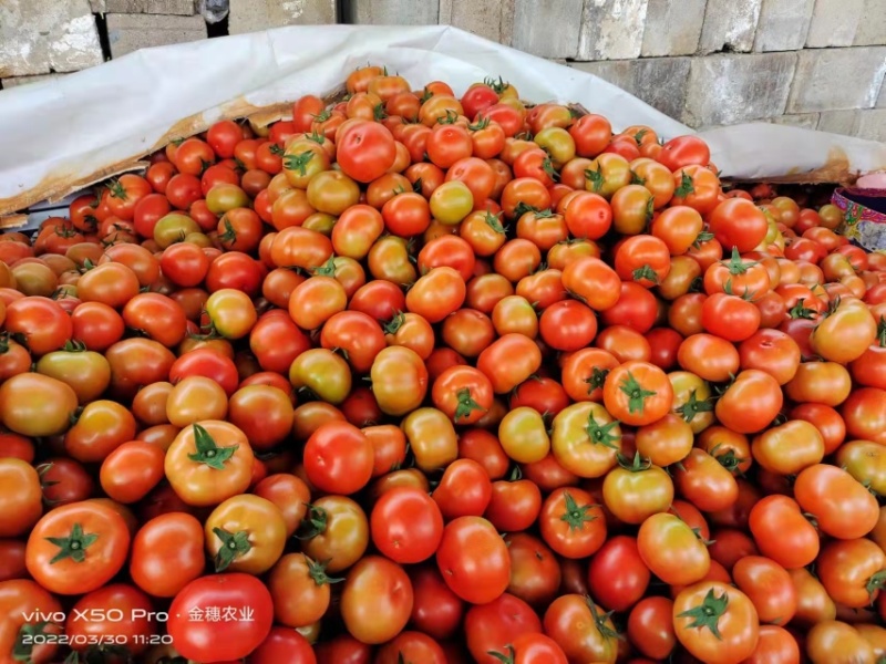 8107大红番茄🍅云南蒙自欢迎联系多少都可批