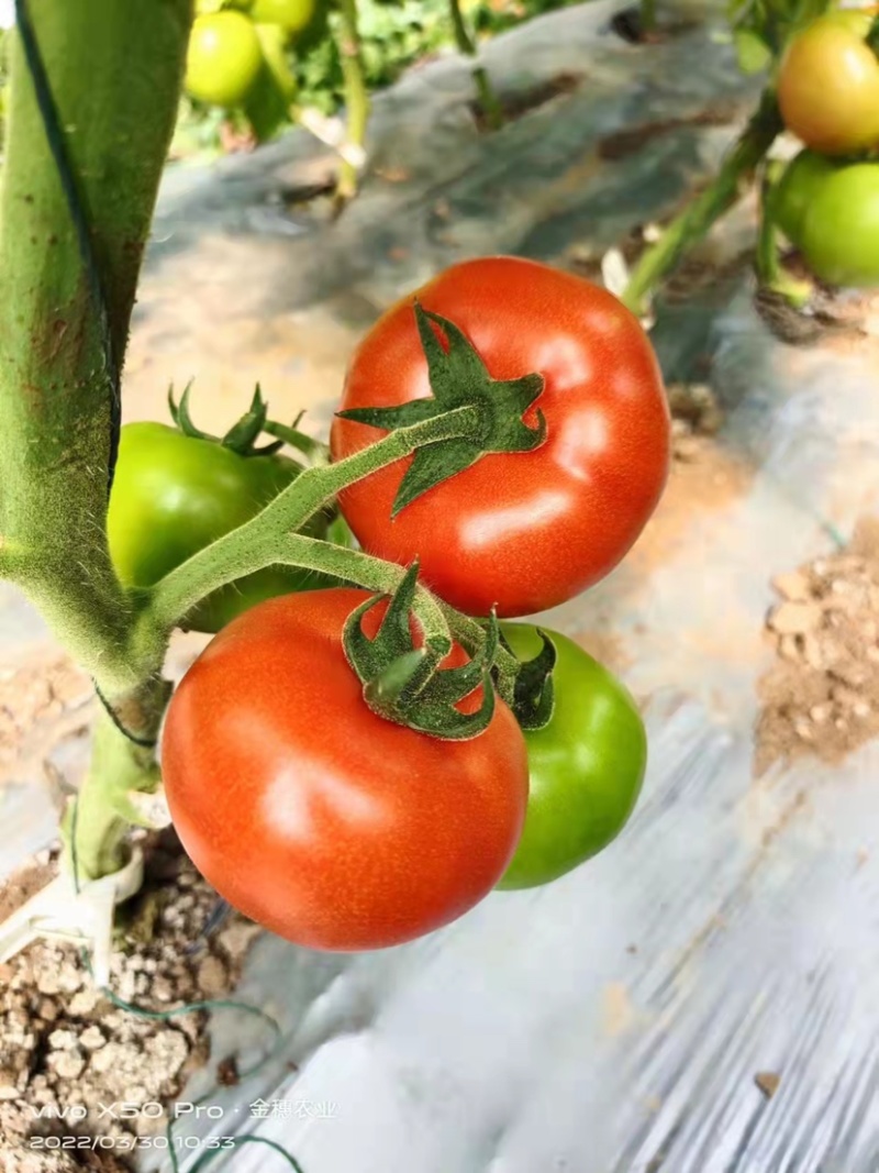 8107大红番茄🍅云南蒙自欢迎联系多少都可批