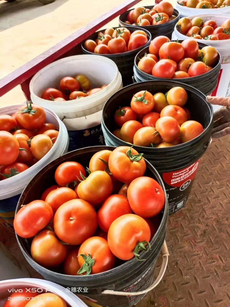 8107大红番茄🍅云南蒙自欢迎联系多少都可批