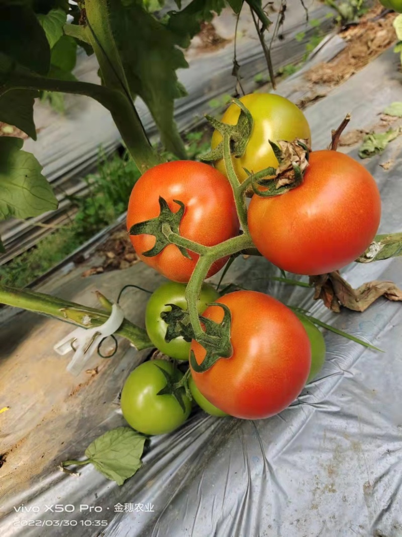 8107大红番茄🍅云南蒙自欢迎联系多少都可批