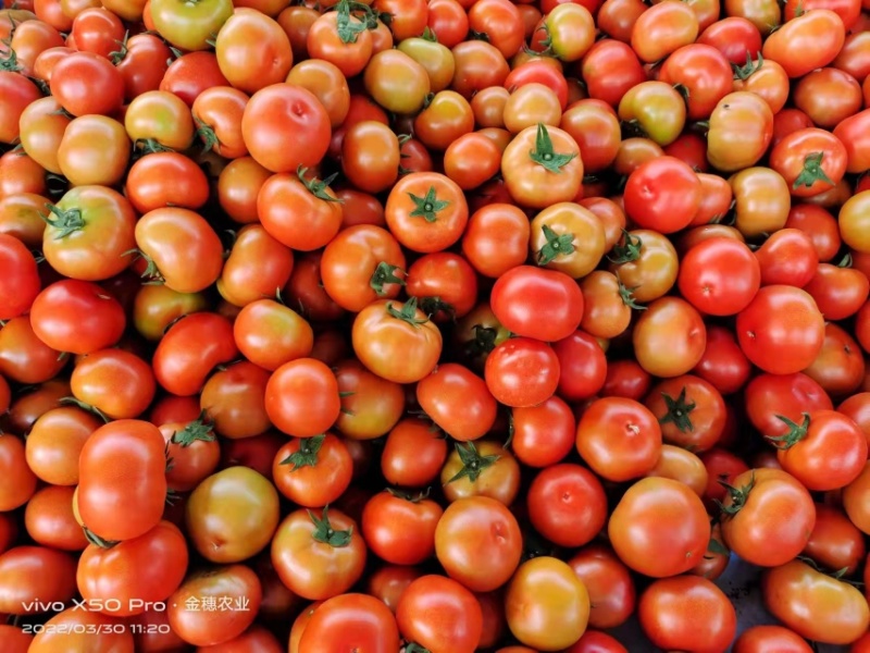 8107大红番茄🍅云南蒙自欢迎联系多少都可批