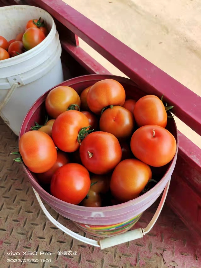 8107大红番茄🍅云南蒙自欢迎联系多少都可批