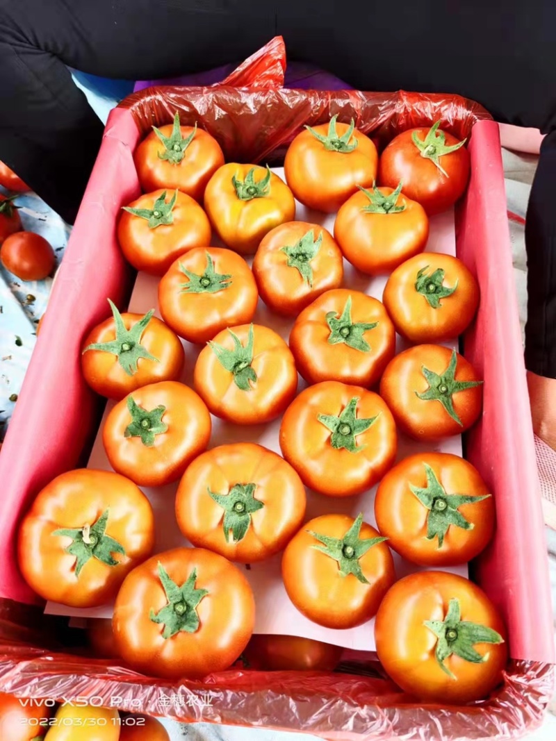 8107大红番茄🍅云南蒙自欢迎联系多少都可批