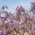 葛花菜，每天提供一千斤以上。