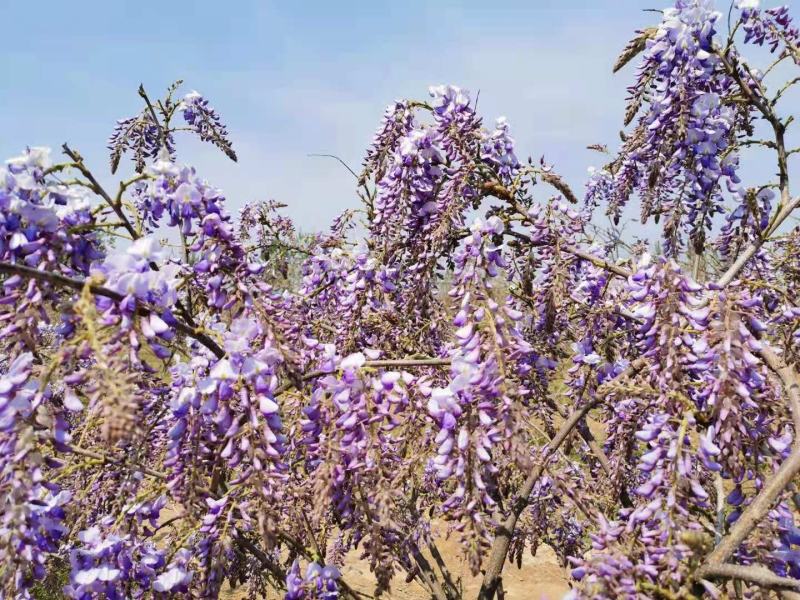 葛花菜，每天提供一千斤以上。