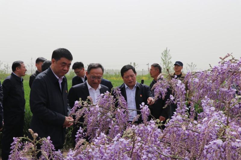 葛花菜，每天提供一千斤以上。
