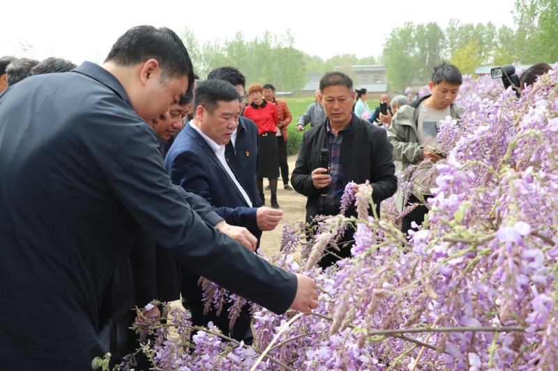 葛花菜，每天提供一千斤以上。