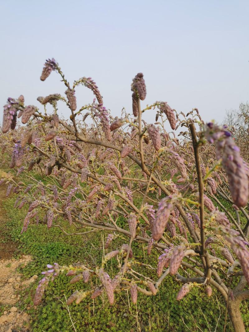 葛花菜，每天提供一千斤以上。