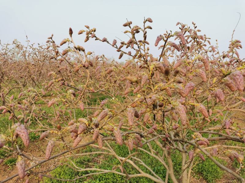 葛花菜，每天提供一千斤以上。