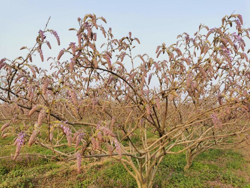 葛花菜，每天提供一千斤以上。