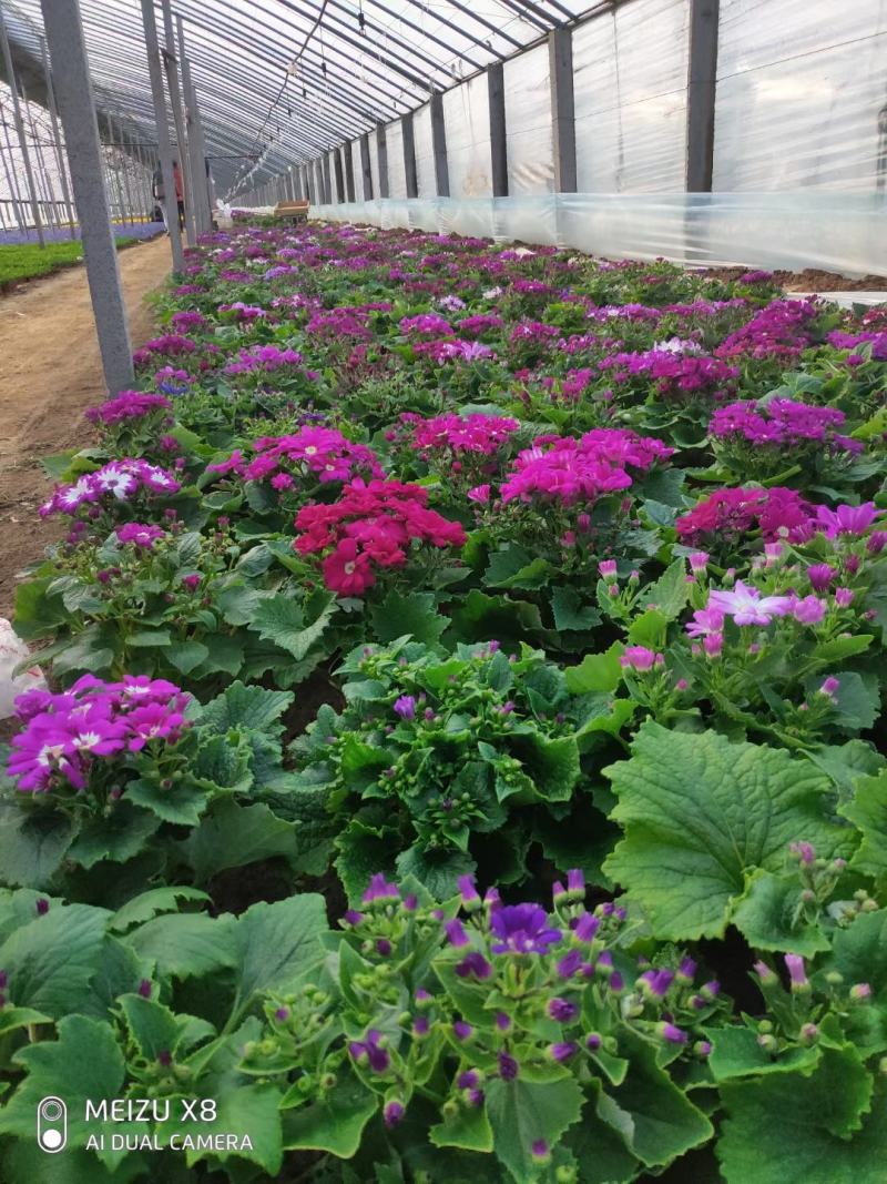 优质瓜叶菊颜色全100万盆代售基地直发质量保证