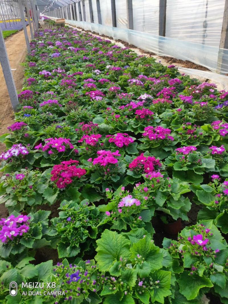 优质瓜叶菊颜色全100万盆代售基地直发质量保证