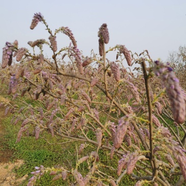 葛花菜，每天提供一千斤以上。