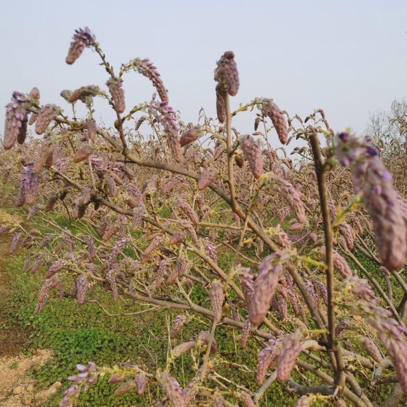 葛花菜，每天提供一千斤以上。