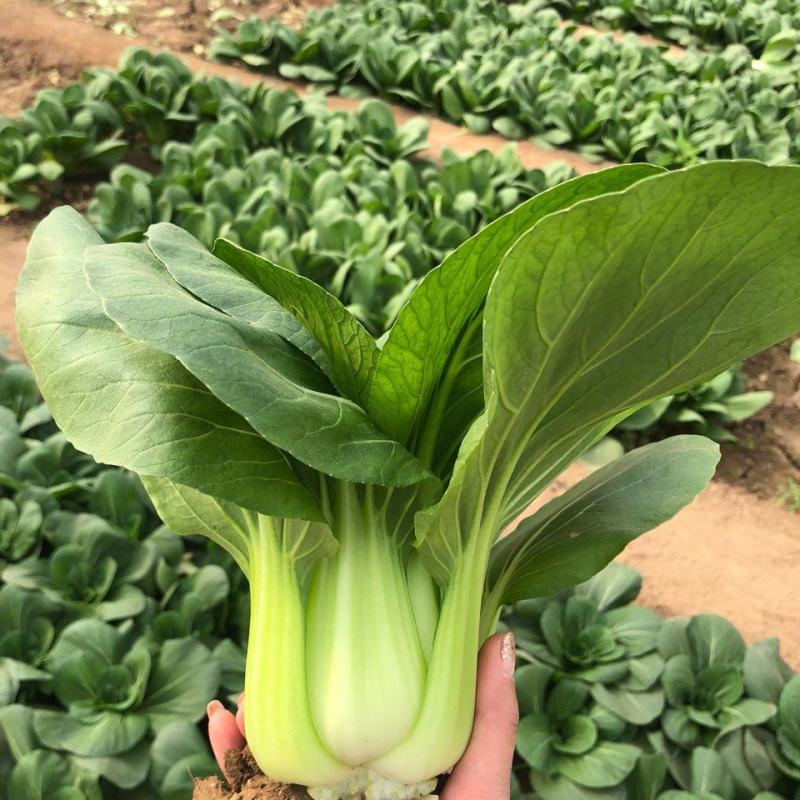 矮萁黑叶油亮苏州青种子青油菜籽耐寒阳台盆栽大田四季种蔬菜