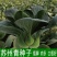 矮萁黑叶油亮苏州青种子青油菜籽耐寒阳台盆栽大田四季种蔬菜