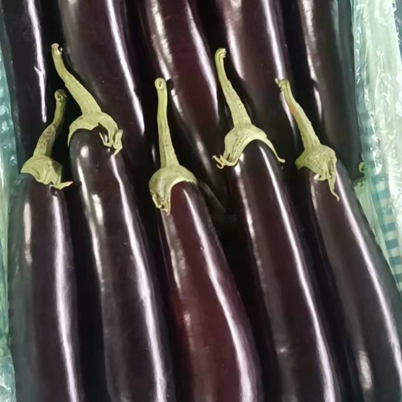 【茄子】精品长茄产地现摘现发品质保证全国发货