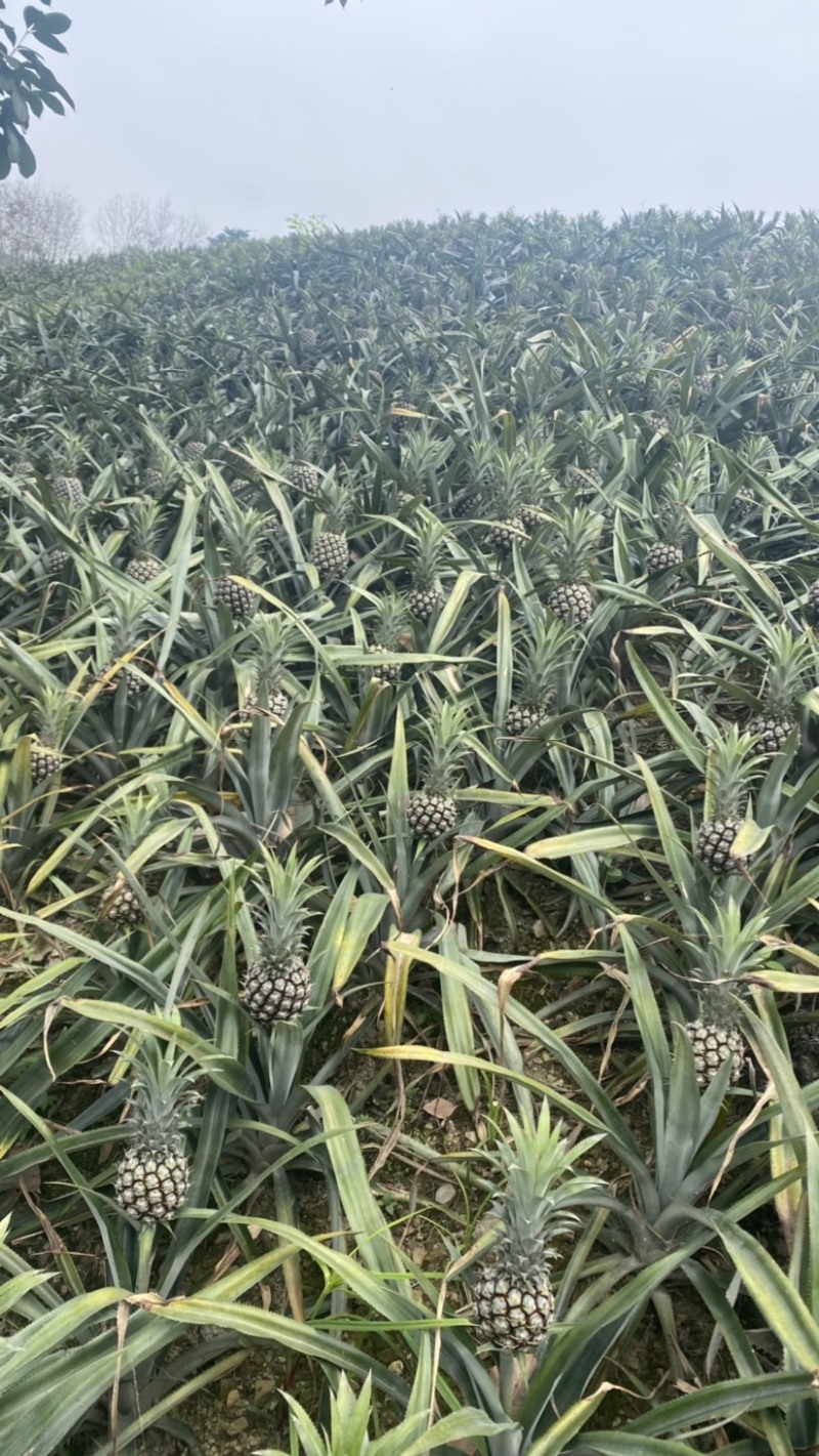 《电商专用》香水菠萝电商大量有货一手货源没有差价