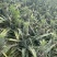 《电商专用》香水菠萝电商大量有货一手货源没有差价