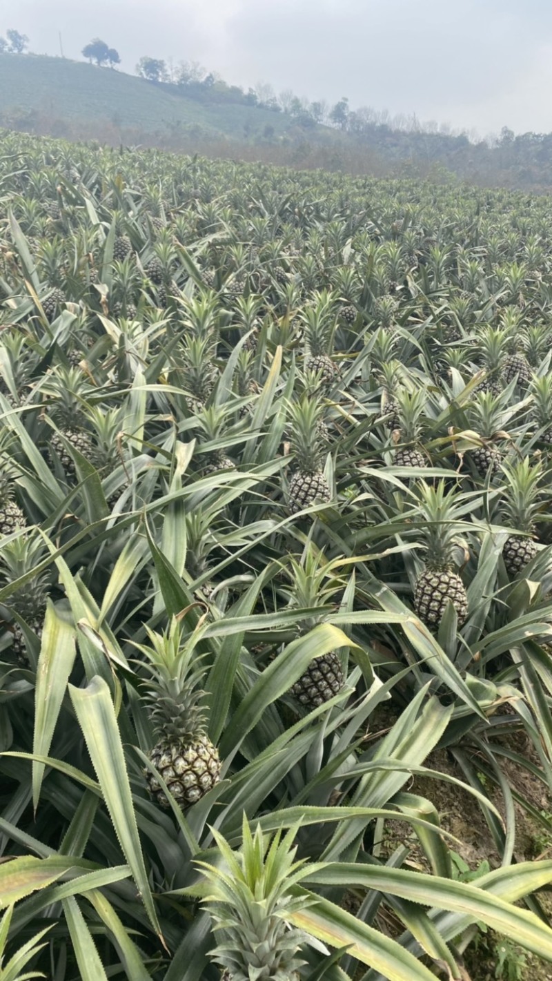 《电商专用》香水菠萝电商大量有货一手货源没有差价