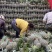《电商专用》香水菠萝电商大量有货一手货源没有差价