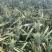 《电商专用》香水菠萝电商大量有货一手货源没有差价