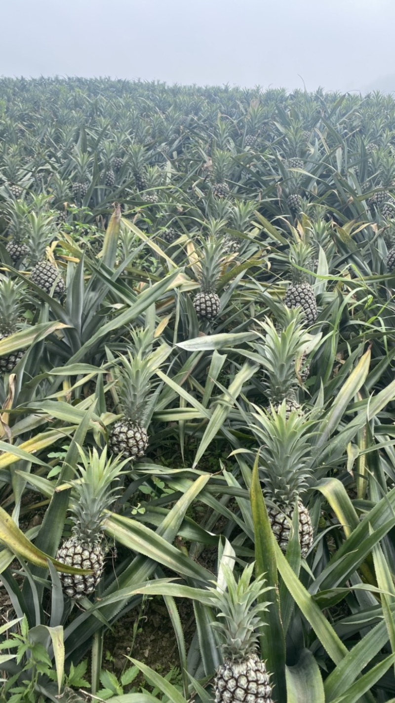 《电商专用》香水菠萝电商大量有货一手货源没有差价