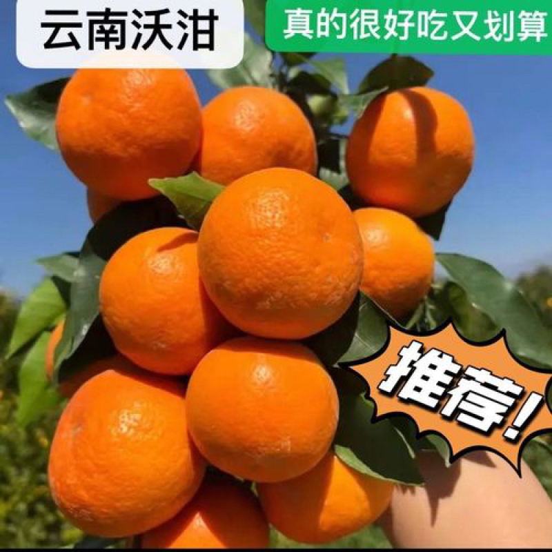 云南沃柑，自家经营