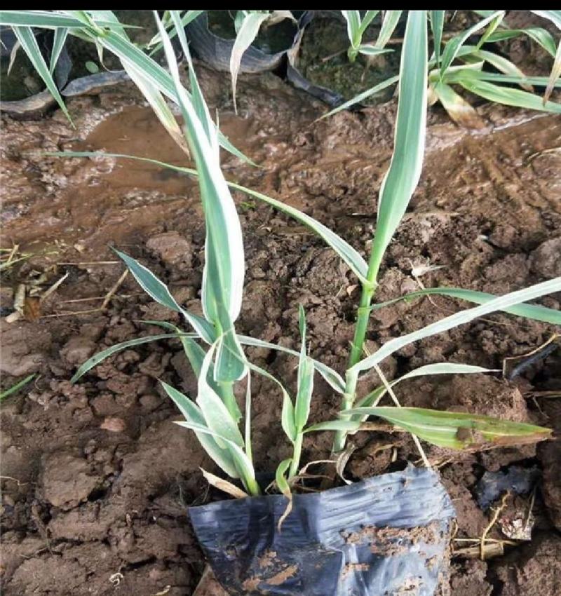 花叶芦竹自产自销绿化用苗万亩基地直供欢迎实地看货