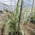花叶芦竹自产自销绿化用苗万亩基地直供欢迎实地看货