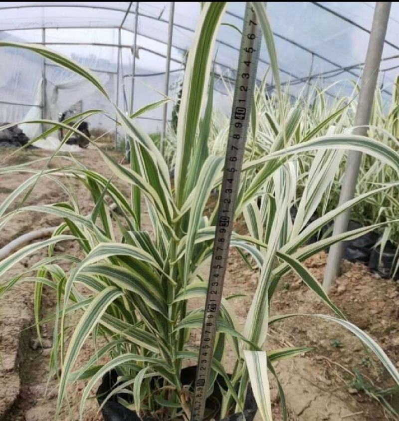 花叶芦竹自产自销绿化用苗万亩基地直供欢迎实地看货