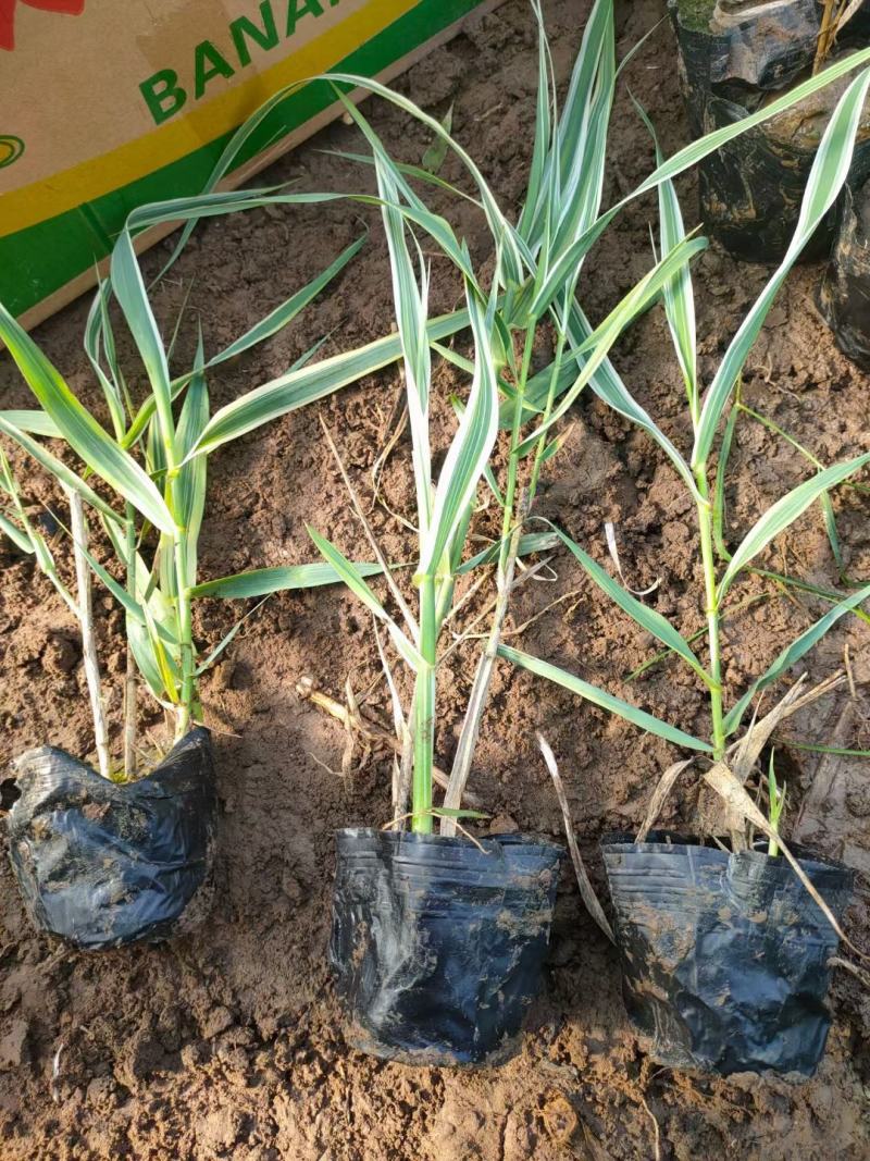花叶芦竹自产自销绿化用苗万亩基地直供欢迎实地看货