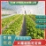 蔬菜大棚种植大棚大棚骨架规格齐全厂家直销