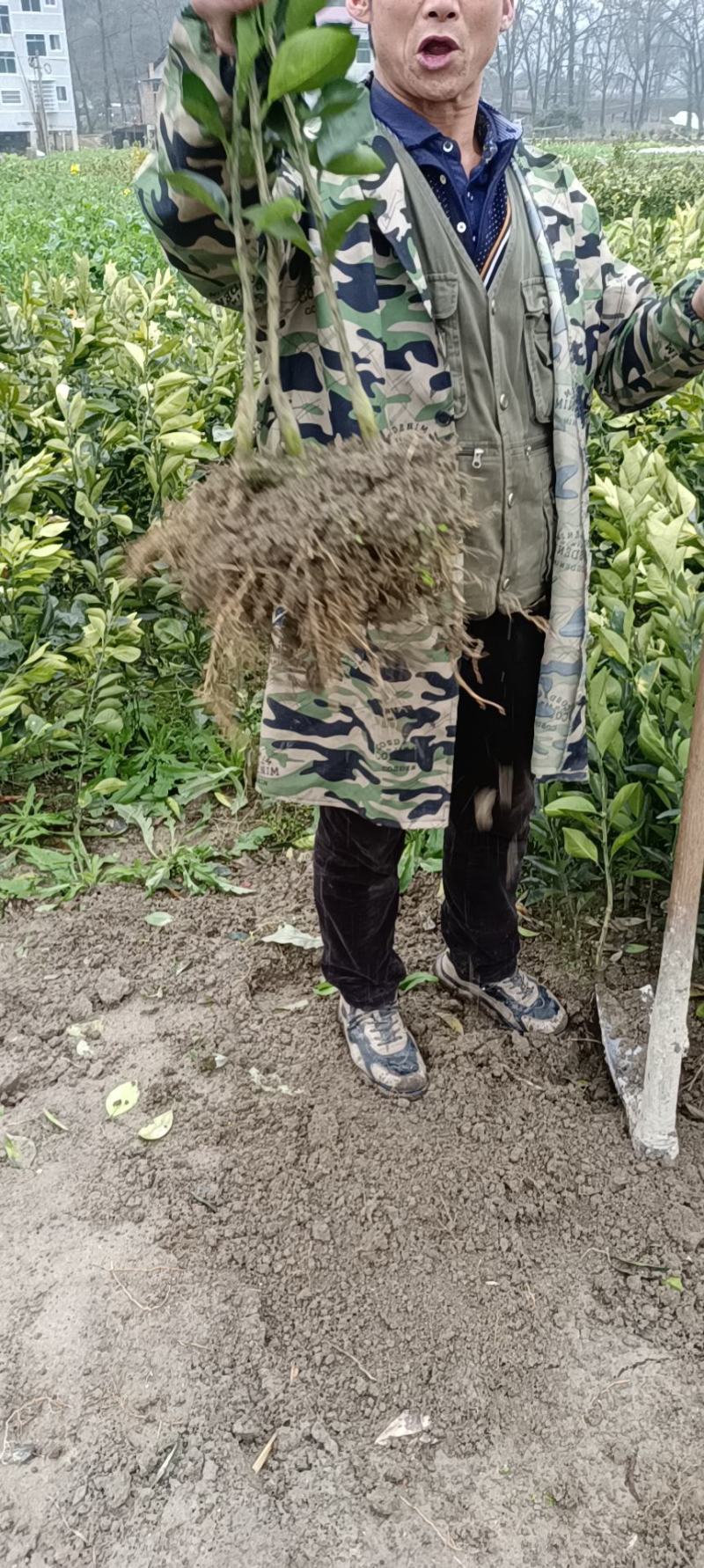 大量出售各类柑桔苗，品种包纯，精选优质品种，现挖现发