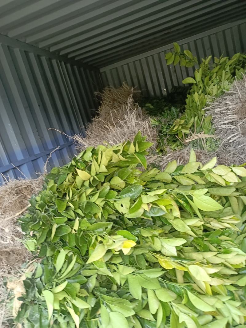大量出售各类柑桔苗，品种包纯，精选优质品种，现挖现发