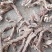 福建石菖蒲过滾桶去毛须干货