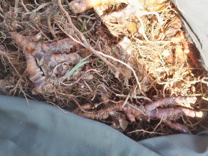 福建石菖蒲过滾桶去毛须干货