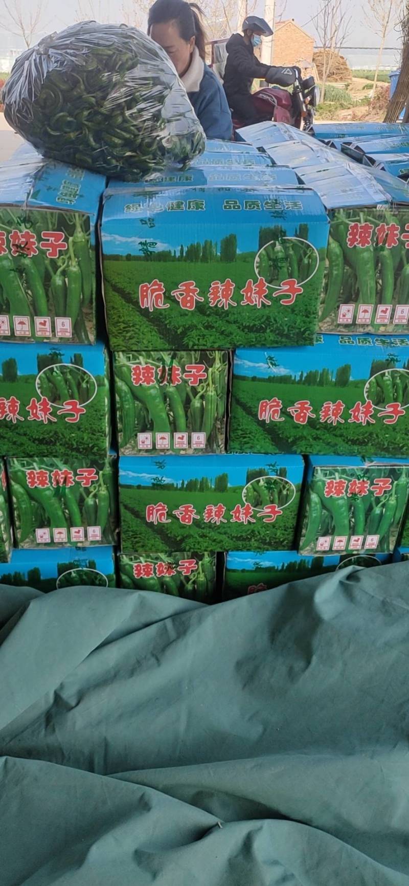 【优质牛商】辣妹子辣椒15~20厘米特辣青量大从优