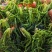 马齿苋烘干机山野菜蕨菜婆婆丁蔬菜烘干箱芥菜灰灰菜干燥