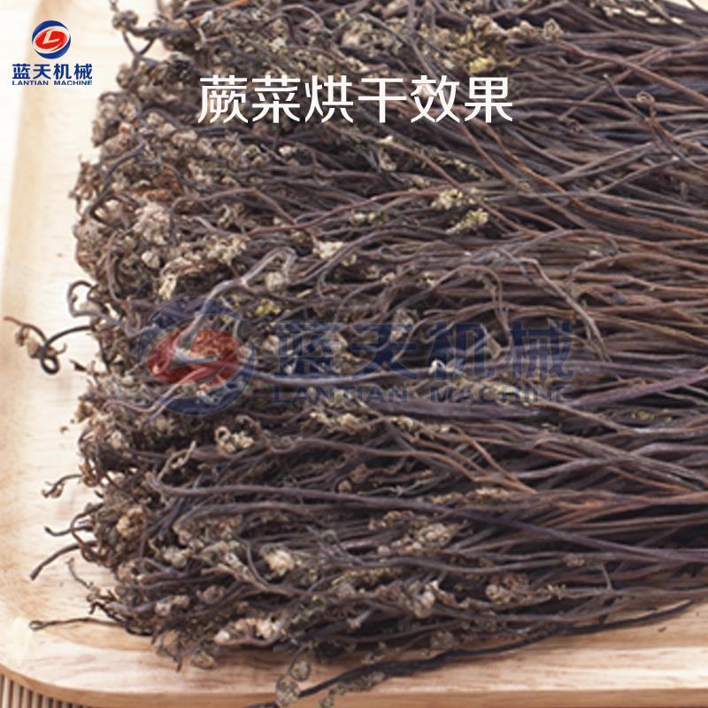 马齿苋烘干机山野菜蕨菜婆婆丁蔬菜烘干箱芥菜灰灰菜干燥