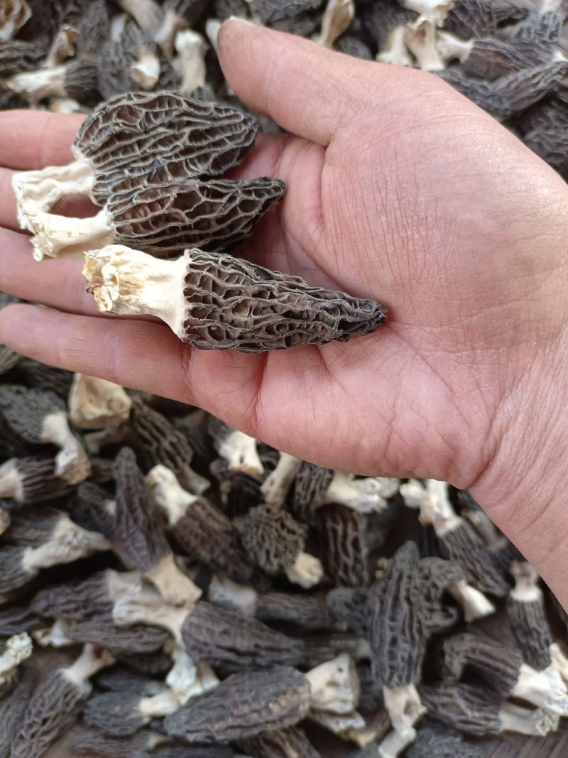 新鲜干货羊肚菌