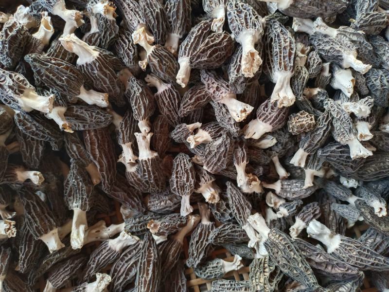新鲜干货羊肚菌