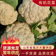 白面青梗松花菜2~3斤散花乳白，山东临沂产地直销