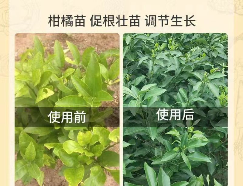 5%苄氨基嘌呤催花芽保花保果膨果细胞分裂素植物生长调节剂