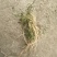 中草药