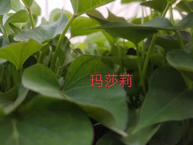 玛莎莉红薯苗原种脱毒顺丰到付供应新安县宜阳县孟津