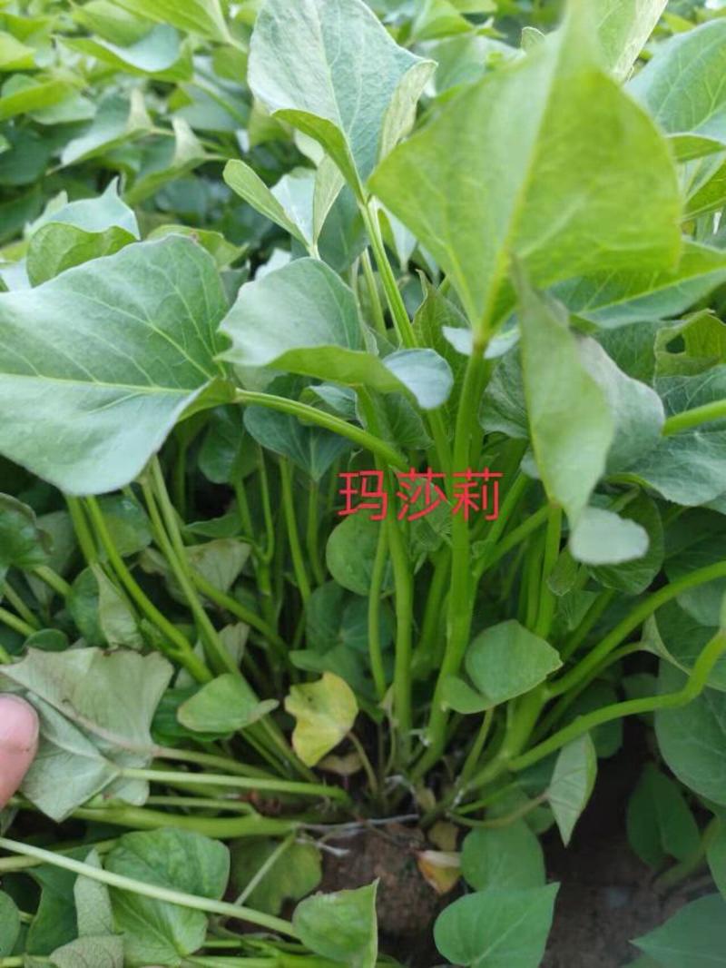 玛莎莉红薯苗原种脱毒顺丰到付供应新安县宜阳县孟津